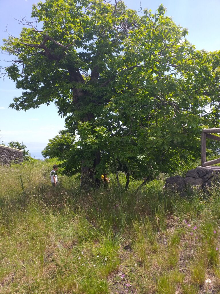 Caccia al Tesoro: Alla scoperta della flora e fauna locali